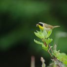 Common Yellowthroat busy family time