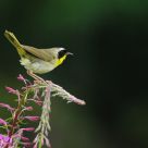 Two seconds of patience ... common Yellowthroat