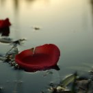 Petal