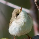willow warbler