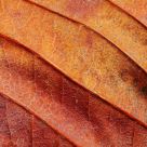 Fall is near