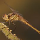 Libelula mojada