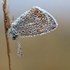 Common Blue