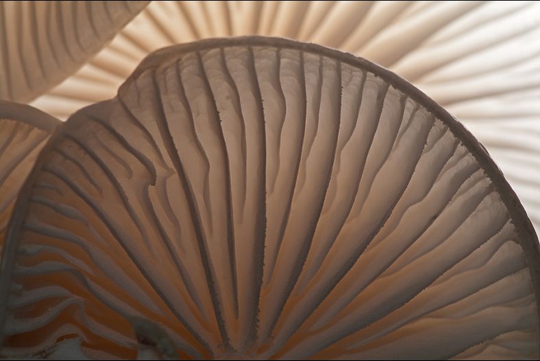mushroom umbrellas