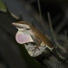 Carolina Anole (Anolis carolinensis)
