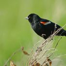 Beauty in a different form - Red-winged Blackbird