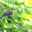 The Eastern Bluebird comeback - Part IV - female