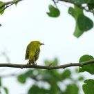 Nature Window - Yellow Warbler