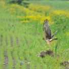 Northern Harrier after a catch
