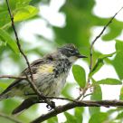 Bird of summer