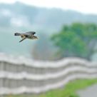 Merlin's visit at the marsh