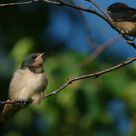 Young Swallows