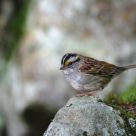 A rocky rest for the singer