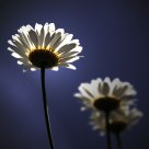 reaching for the sun
