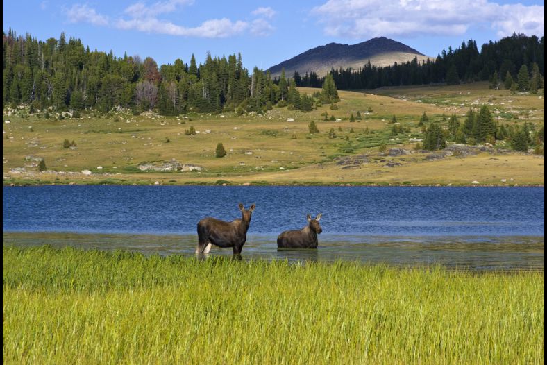 Moose strolling through Chain Lakes