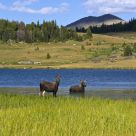 Moose strolling through Chain Lakes