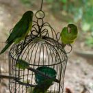 domestic birds