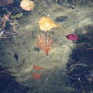 Early fall