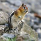 Lovely Chipmunk