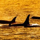 Orca's Family