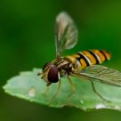 I am a bee?