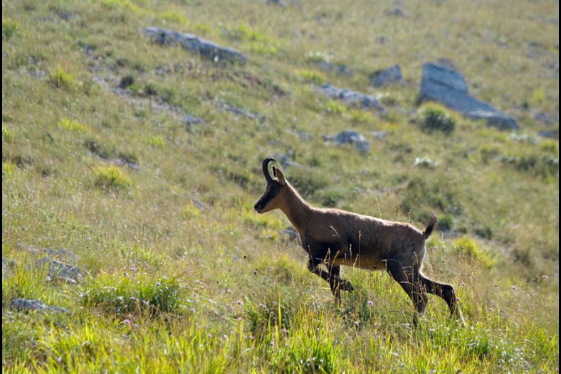 Abruzzo Chamois