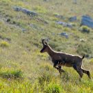 Abruzzo Chamois