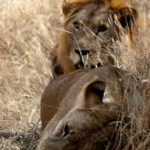Lions