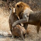 Lions