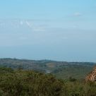 Giraffe infront kilimangiaro mountain