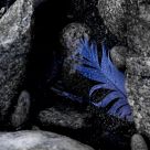 a blue surprise