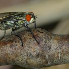 La mosca