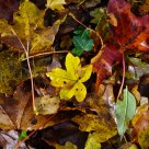 Fallen Leaves