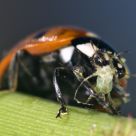 Ladubug eating a aphids #2