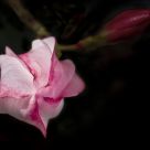 Bud
