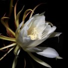 Epiphyllum