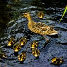 Mother and ducklings