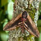 Privet Hawk moth