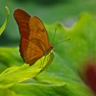 Butterfly in the Sun