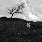 Narcissus