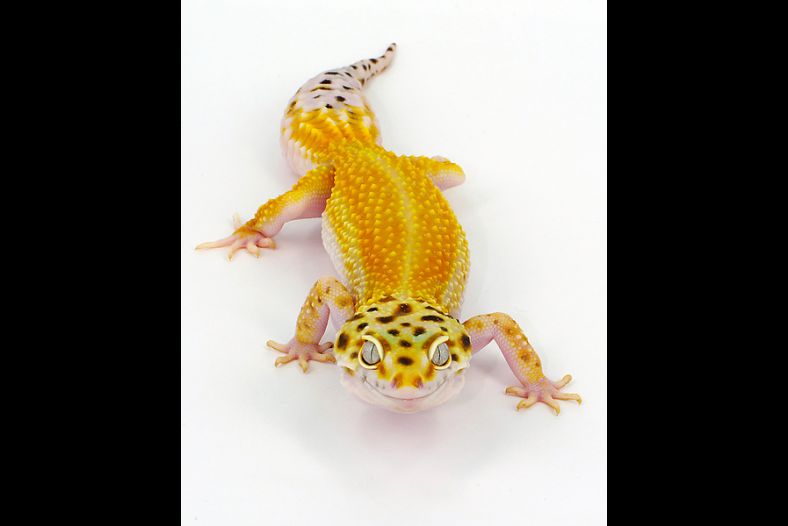 Gecko