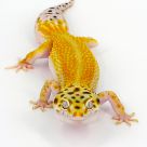 Gecko