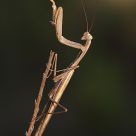 mantis