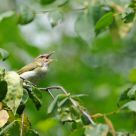 Red-eyed Vireo - call of summer