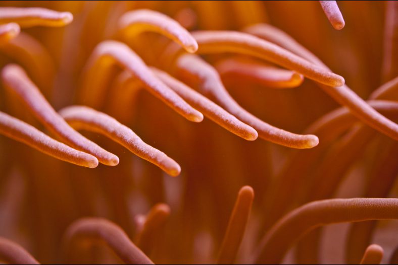 Coral