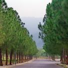 Avenue