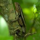 lizard