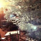 Romantic Noon