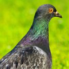 Pigeon