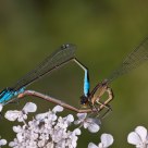 Mating Damselflies 2